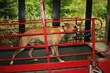 TAPIS ROULANT SEC INCLINE - WHIPPET  112